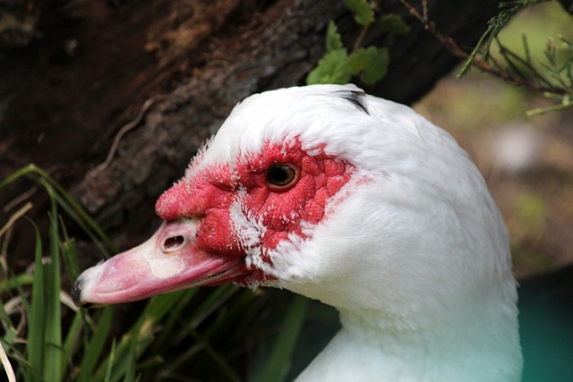 迈阿密国际与温哥华白浪总决赛上演梅西vs穆勒之战，双方实力强劲，看点十足，引发广泛关注。