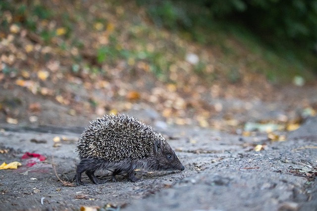 不勒斯两支 不勒斯两支