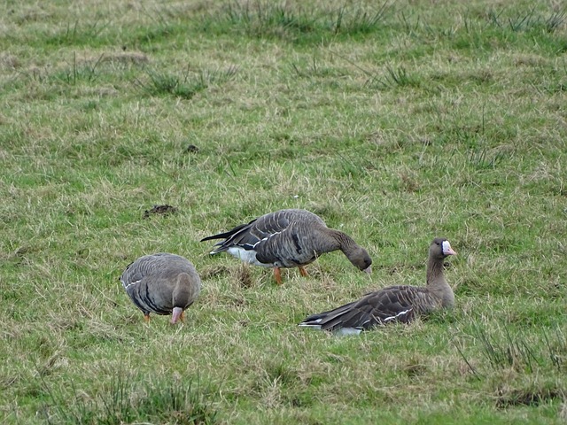 了魔术队的 了魔术队的