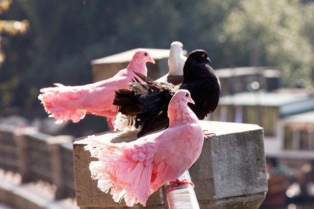 林梦鸽特别 林梦鸽特别